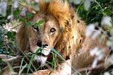 TANZANIA - Serengeti National Park - Leone maschio - 06